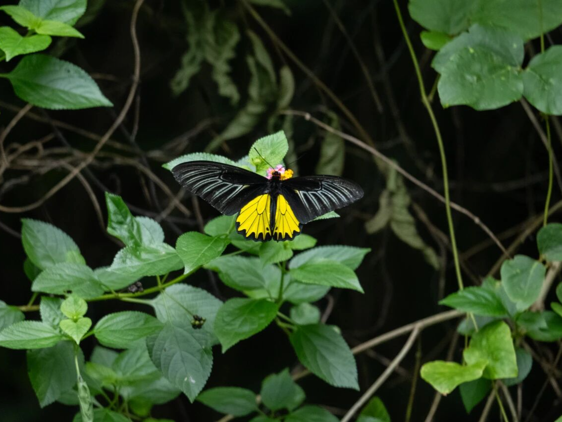 我国最大型的蝴蝶！裳凤蝶在深圳大鹏新区保育回归