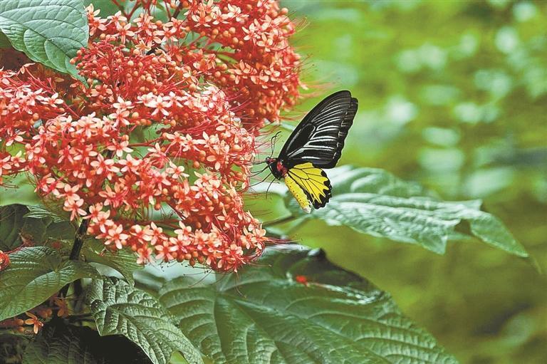 鹏城山海间 四季蝶翩跹 深圳现有蝴蝶记录约240种，约占全国种类的十分之一