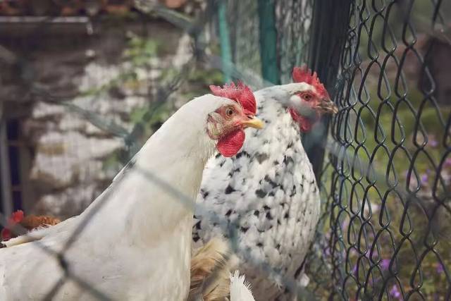 △家禽农场(资料图)图片来源:央视新闻客户端 △家禽农场(资料图)图片来源:央视新闻客户端