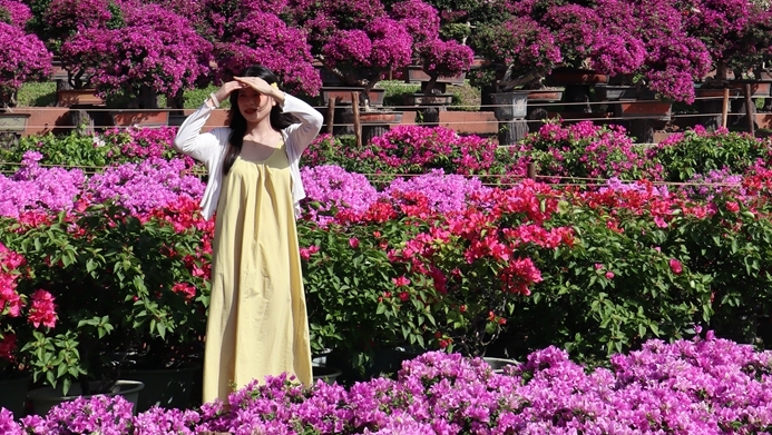 金秋时节，TA们想开了！深圳簕杜鹃赏花周繁花绽放