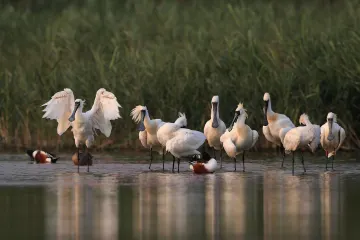 深圳践行“两山”理念20年：守住一条“生态线”  收获一片“经济林”