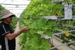 中国技术助力文莱农业生产（3）