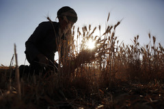 也门：收割小麦（3）