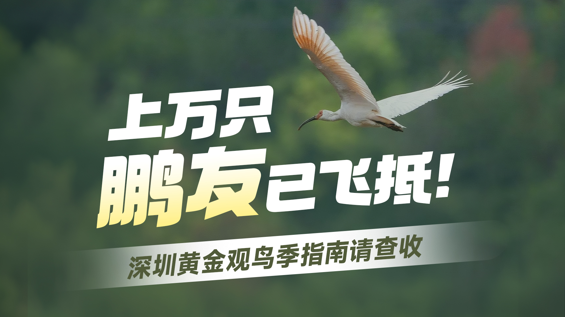 上万只“鹏友”已飞抵！深圳黄金观鸟季指南请查收