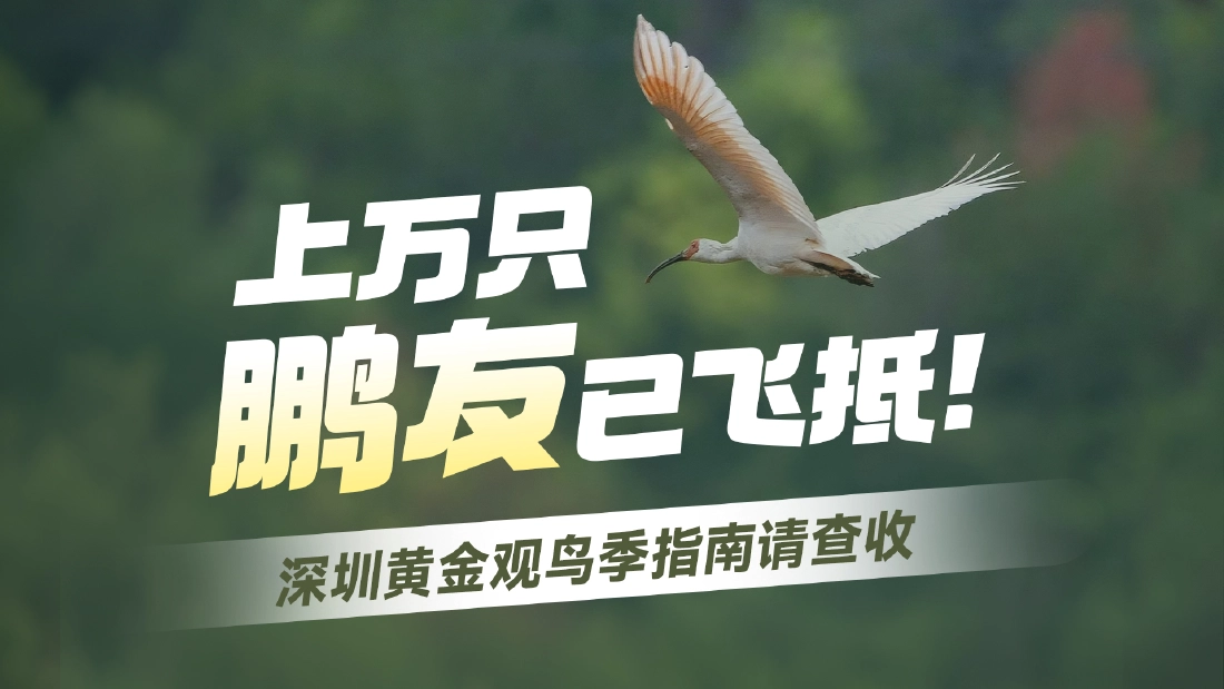 上万只“鹏友”已飞抵！深圳黄金观鸟季指南请查收