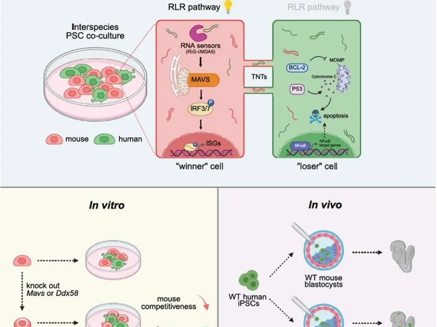 在动物体内“种”出适合病人的人类器官？深圳科学家参与突破性研究，成果登上《细胞》