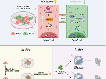 在动物体内“种”出适合病人的人类器官？深圳科学家参与突破性研究，成果登上《细胞》