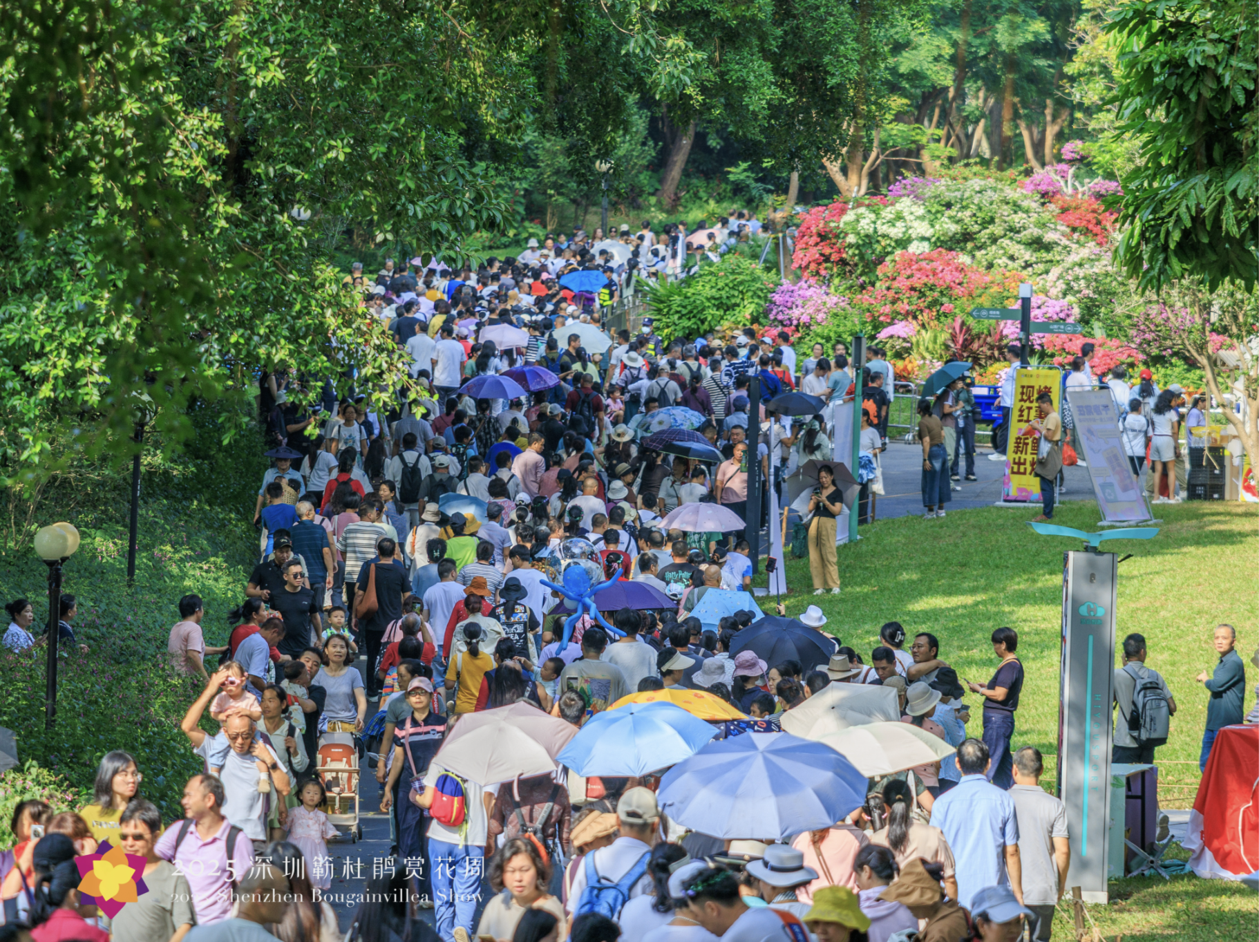 15天，125.95万人次，深圳簕杜鹃赏花周火爆收官！
