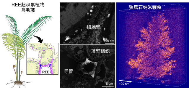 稀土元素在乌毛蕨中生物矿化为独居石纳米多晶聚集体(研究团队供图) 受访者 供图