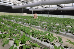 中国技术助力文莱农业生产（4）