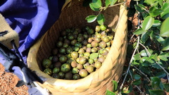 江西大余：油茶“土特产”变身致富“金钥匙”