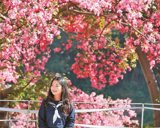 粉色限定异木棉花海美出圈！观澜河湿地公园段迎来最美观赏季