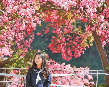 粉色限定异木棉花海美出圈!观澜河湿地公园段迎来最美观赏季