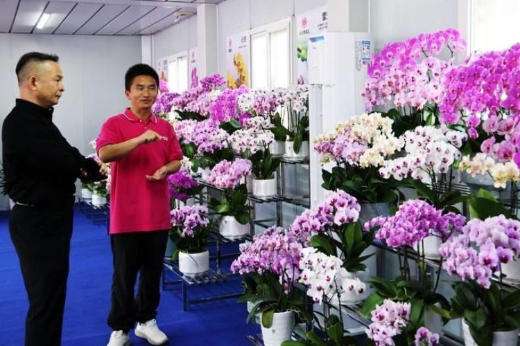 200多个品种扎堆绽放！ 中山横栏凭三重优势崛起蝴蝶兰“芯”高地
