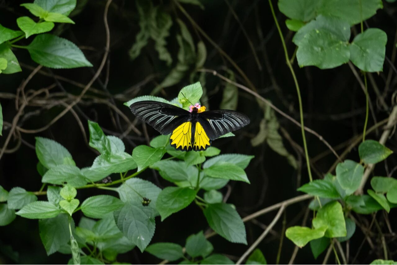 翩翩蝶影何处来？耳叶马兜铃引来裳凤蝶安家