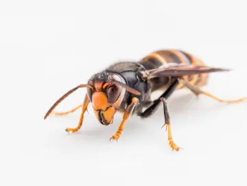 6666元包教包会养“杀人蜂”，需担何法律责任？｜读特普法