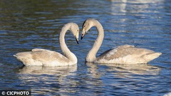 秋到深处天鹅归