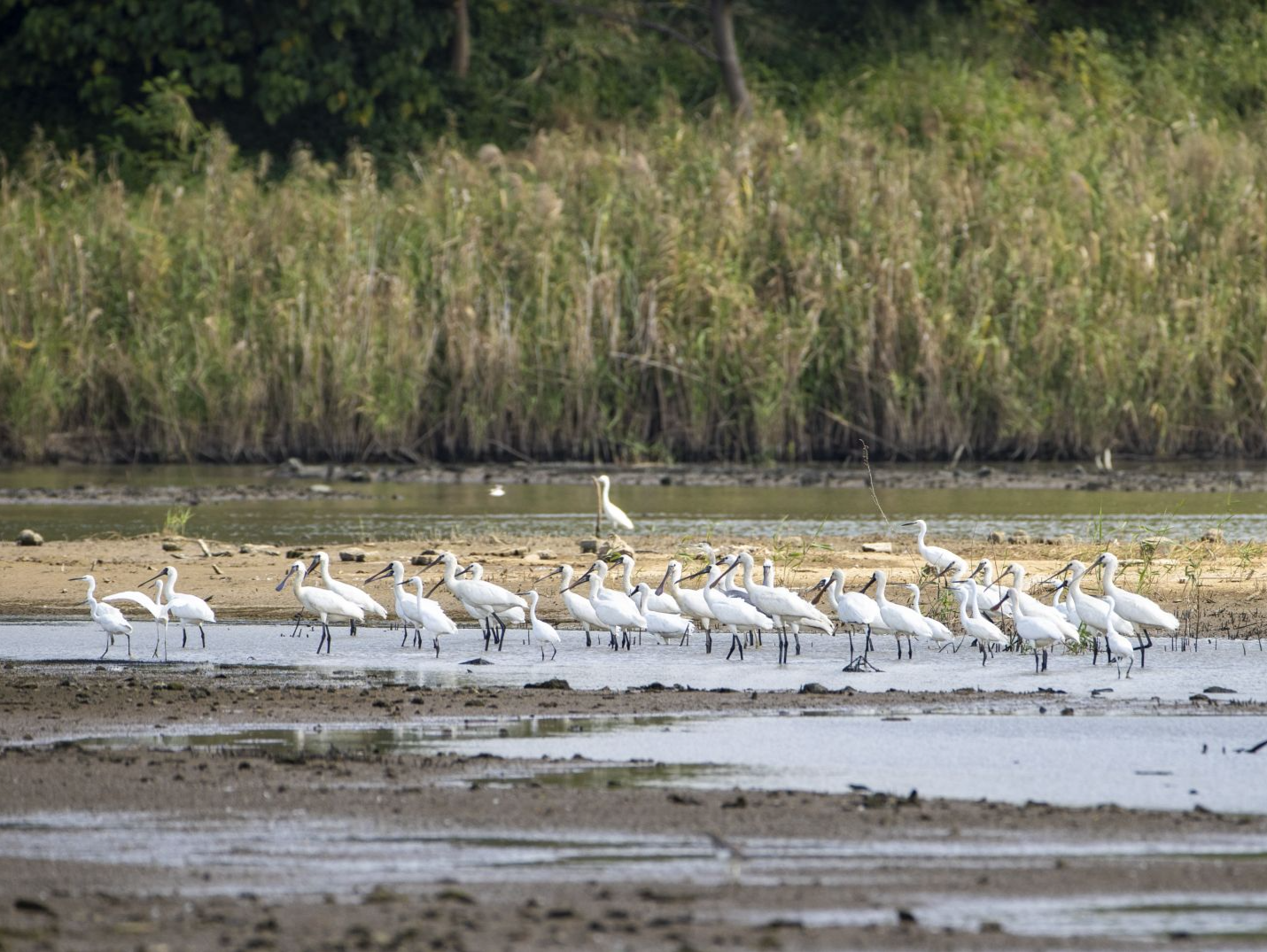 福田红树林生态公园10岁啦  每年提供生态服务价值1.92亿元
