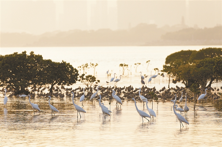 以法治力量筑牢滨海生态安全屏障
深圳拟将11月5日设为红树林湿地保护日