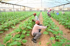 中国设备助力科威特沙漠农场主的绿色田园梦（7）