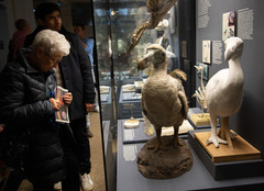 柏林：博物馆里的科学“校园”（7）