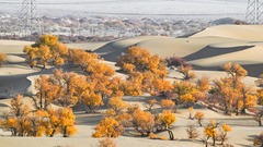 金色胡杨 装点大地