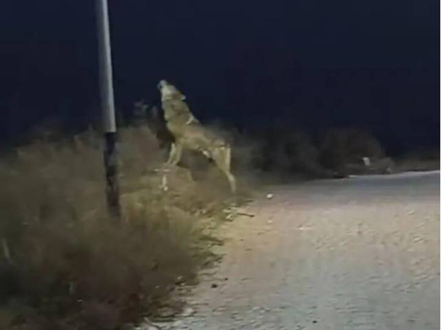 夜间有“狼”在路边嚎叫？当地：是隔壁镇8月份走失的狼犬
