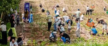 10:00开抢！来深圳市中心挖红薯啦！