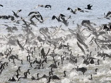 鸬鹚大军深圳湾开启觅食大餐