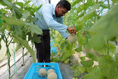 中国技术助力文莱农业生产（2）