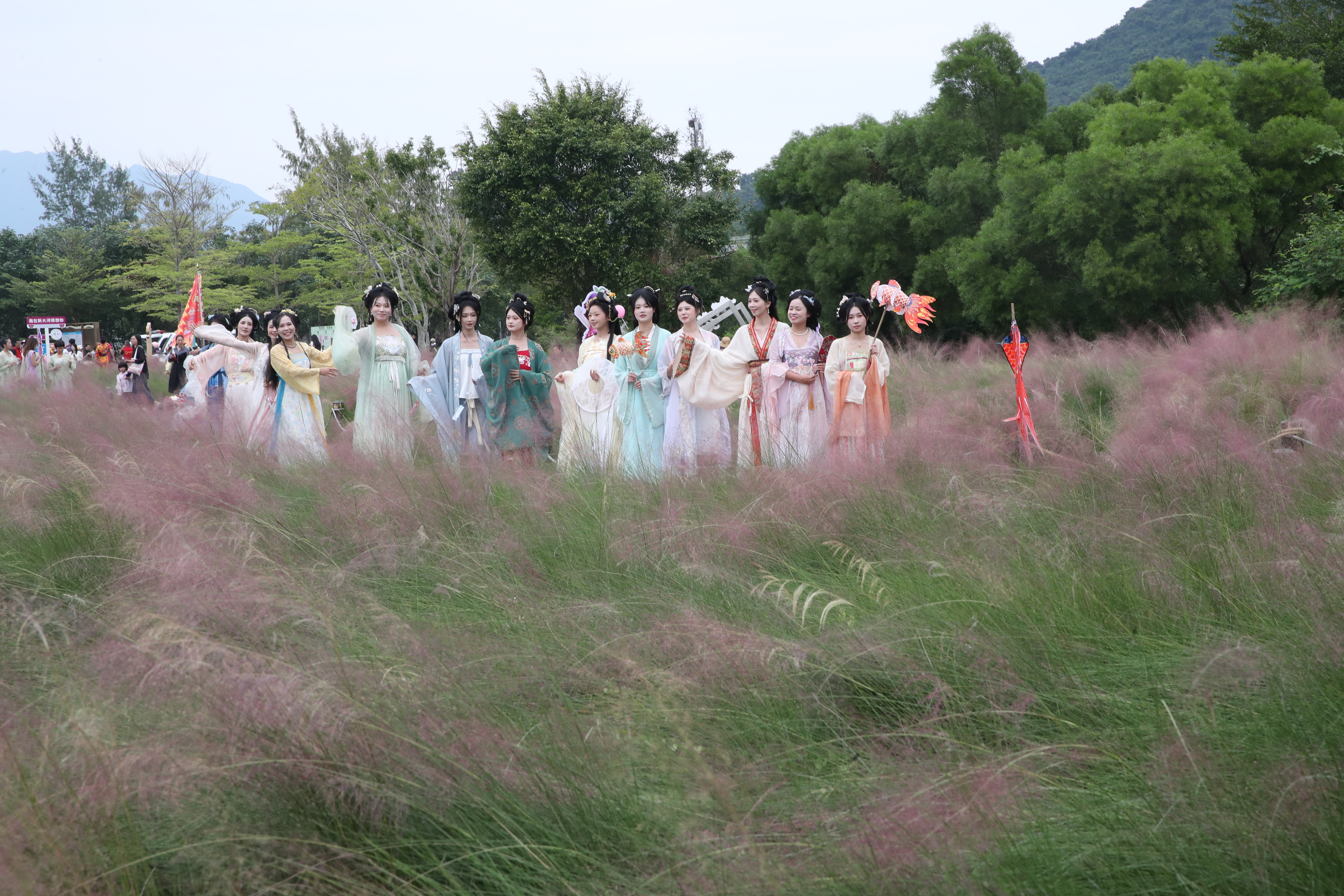 秋日浪漫！大鹏南澳粉黛花海等你来打卡