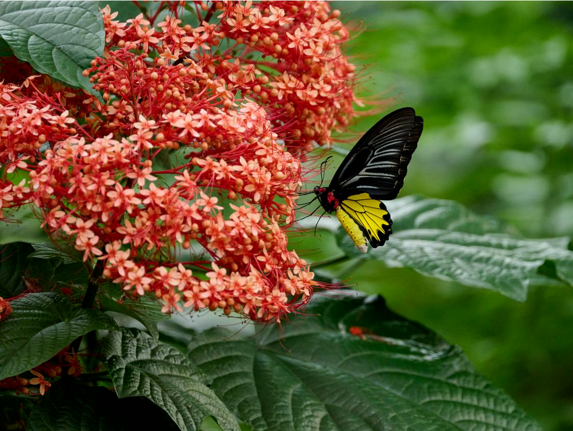 来这里，看深圳最美的蝴蝶