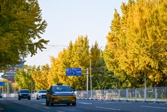 京城秋深韵悠长（4）