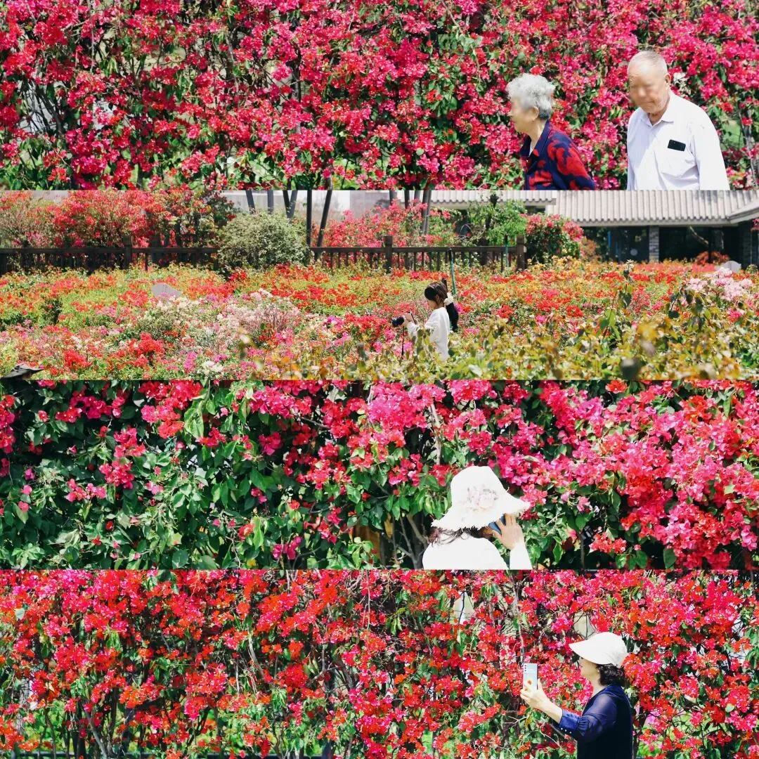 深圳簕杜鹃赏花周“浪漫”登场,宝安分会场花海盛宴等你来