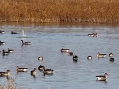 新疆玛纳斯湿地：候鸟迁徙“补给站” 深秋万鸟绘生机