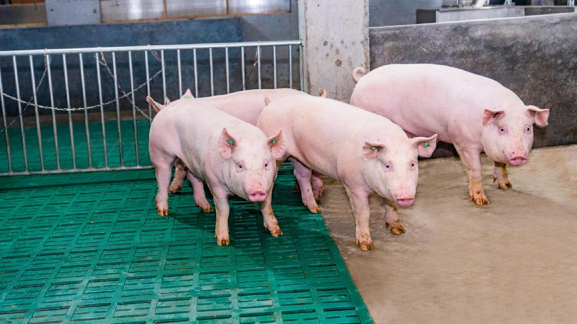 中农种源完成A轮融资，打造动物育种“中国芯”