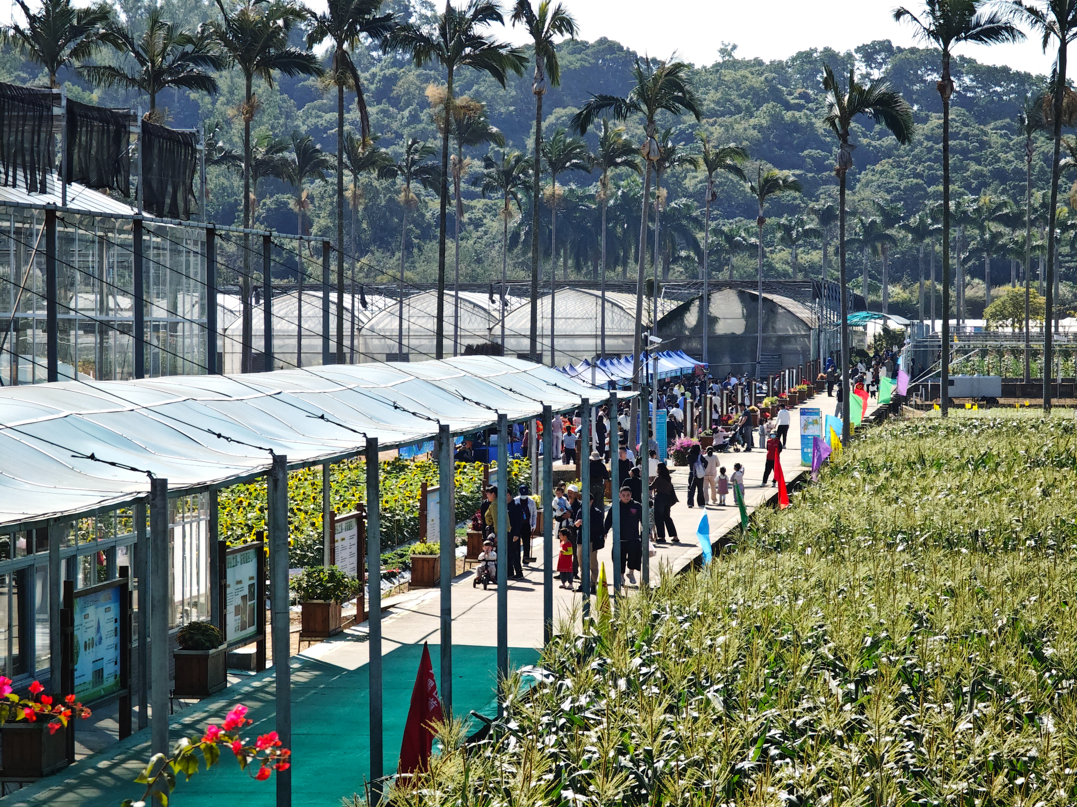 特报观察 | 坪山“农文旅+”解锁新“丰”景