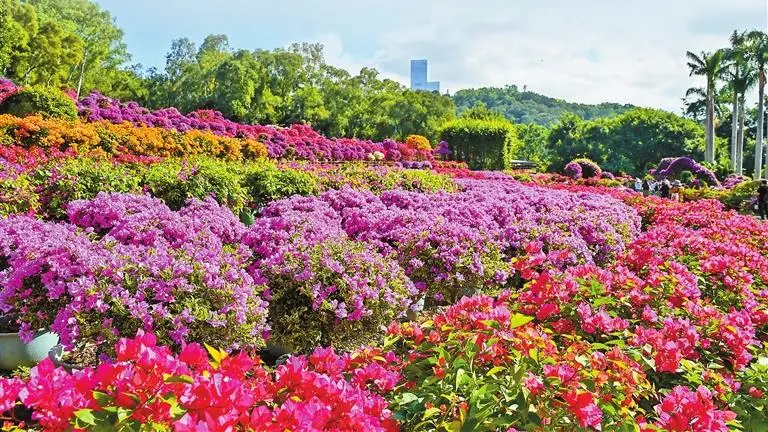 顶流花展来了！深圳“掉进”簕杜鹃花海