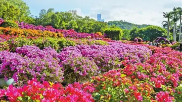 顶流花展来了!深圳“掉进”簕杜鹃花海