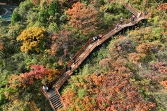 秋深景更艳（15）#