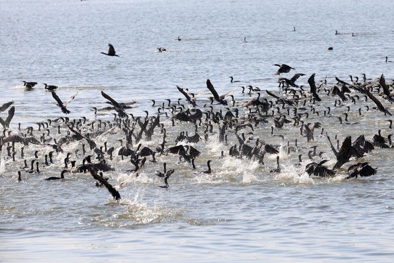 初冬的深圳湾已成“鸟的天堂”  万鸟争鸣奏响“城市生态交响乐”