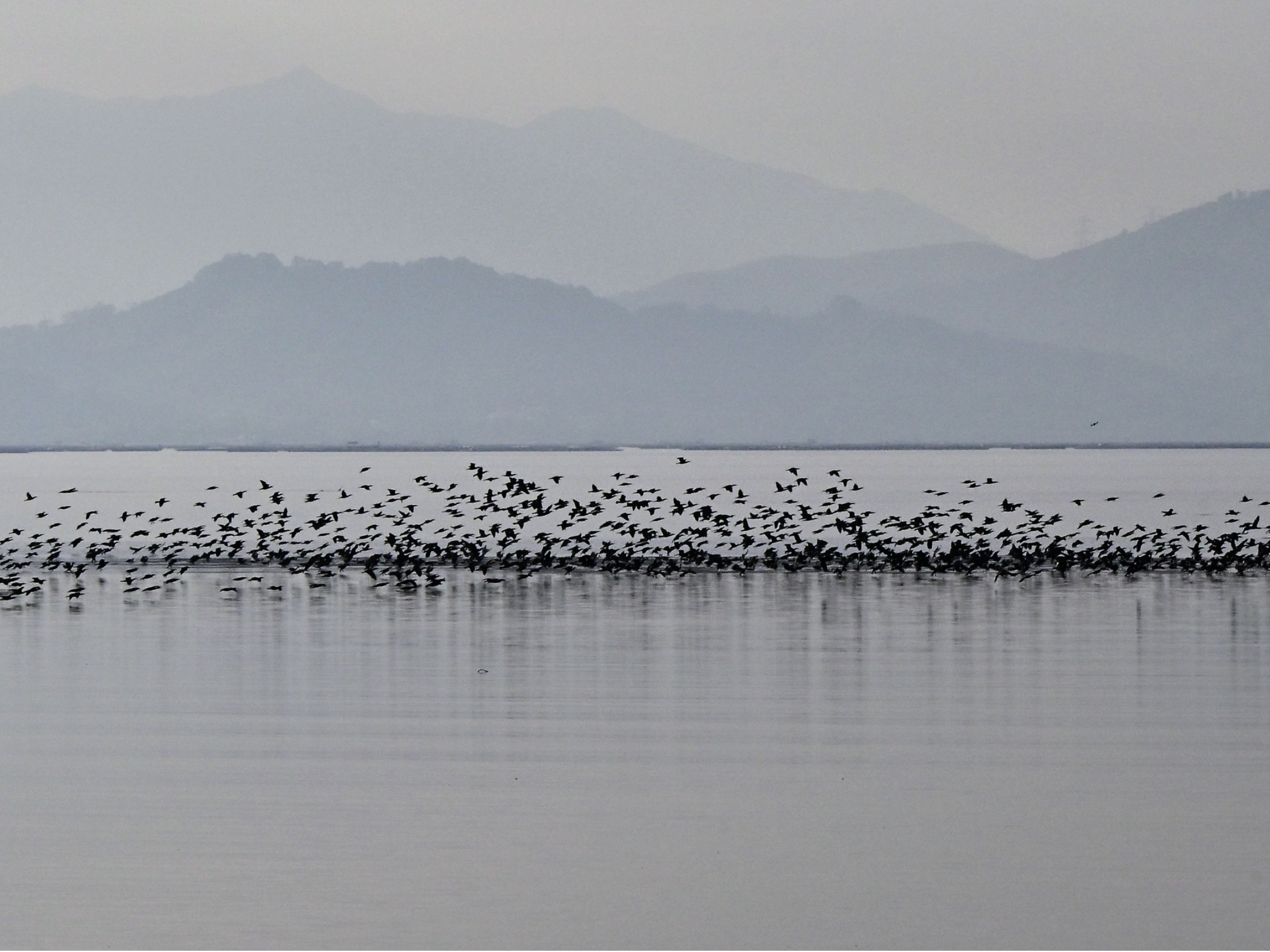 深活指南 | 快门按到停不下来!深圳湾的鸟也太有戏了吧!