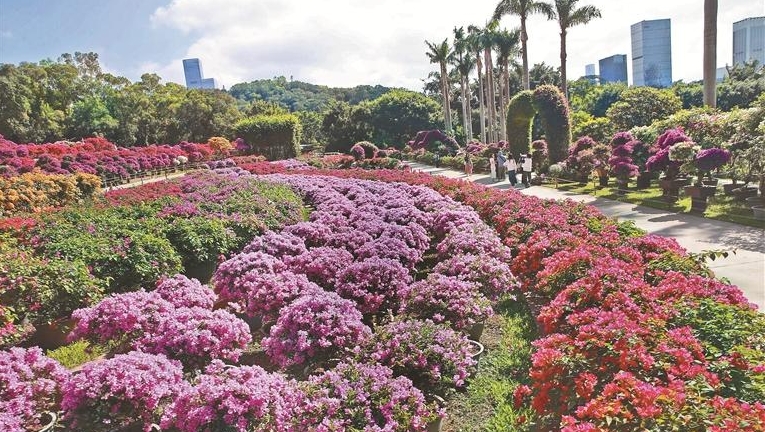 打造“公园+城市干道”联动赏花新体验
簕杜鹃赏花周今起艳动全城