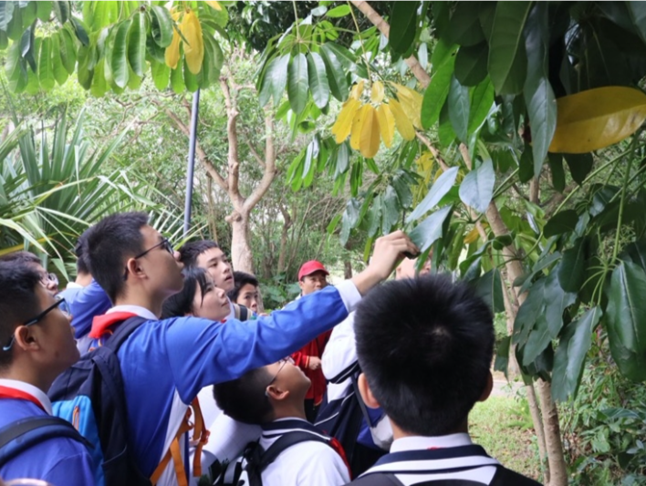 一次跨越课堂的生态探索——龙高民治校区开展“解密红树林的生存智慧”实践活动