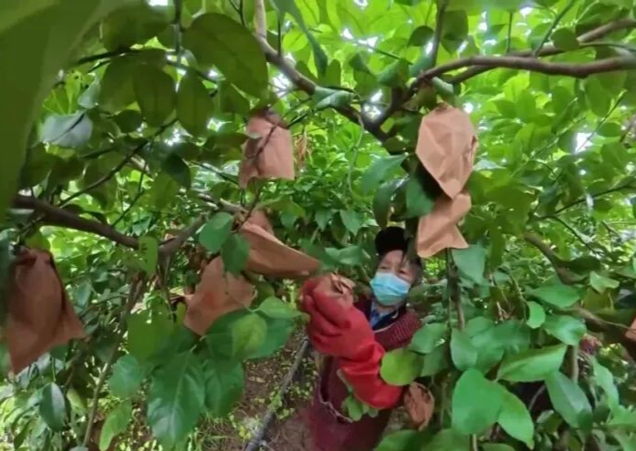 价格暴涨！这种水果从“论斤卖”到“论克卖”...... 