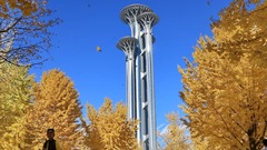 北京：银杏金黄秋意浓