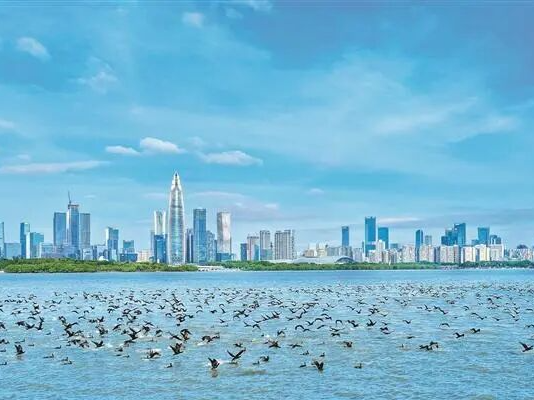 深圳一周丨各区书记区长在忙啥？（11月17日-11月23日）