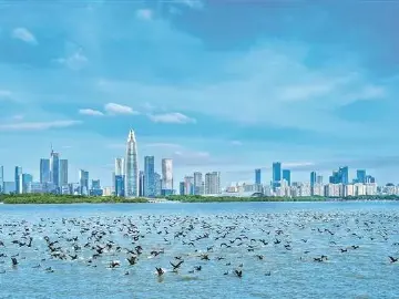 深圳一周丨各区书记区长在忙啥？（11月17日-11月23日）