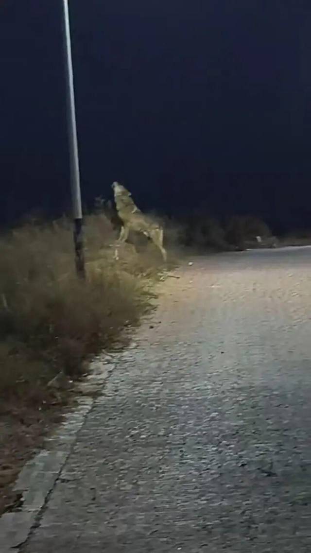 一只疑似“狼”的大型犬科动物在路边仰头嚎叫(视频截图) 一只疑似“狼”的大型犬科动物在路边仰头嚎叫(视频截图)