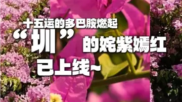 十五运的多巴胺燃起， “圳”的姹紫嫣红已上线~